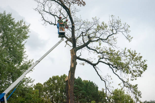 How Our Tree Care Process Works  in  Tuckahoe, NY