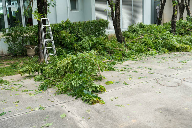 Trusted Tuckahoe, NY Tree Services Experts